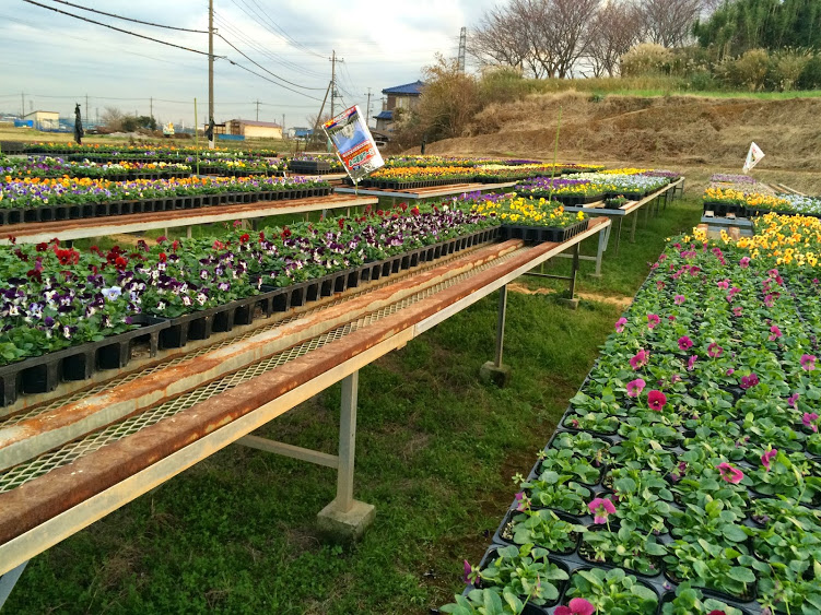 edibleflower1