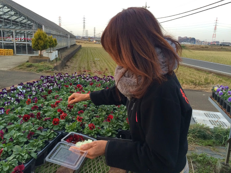 edibleflower2