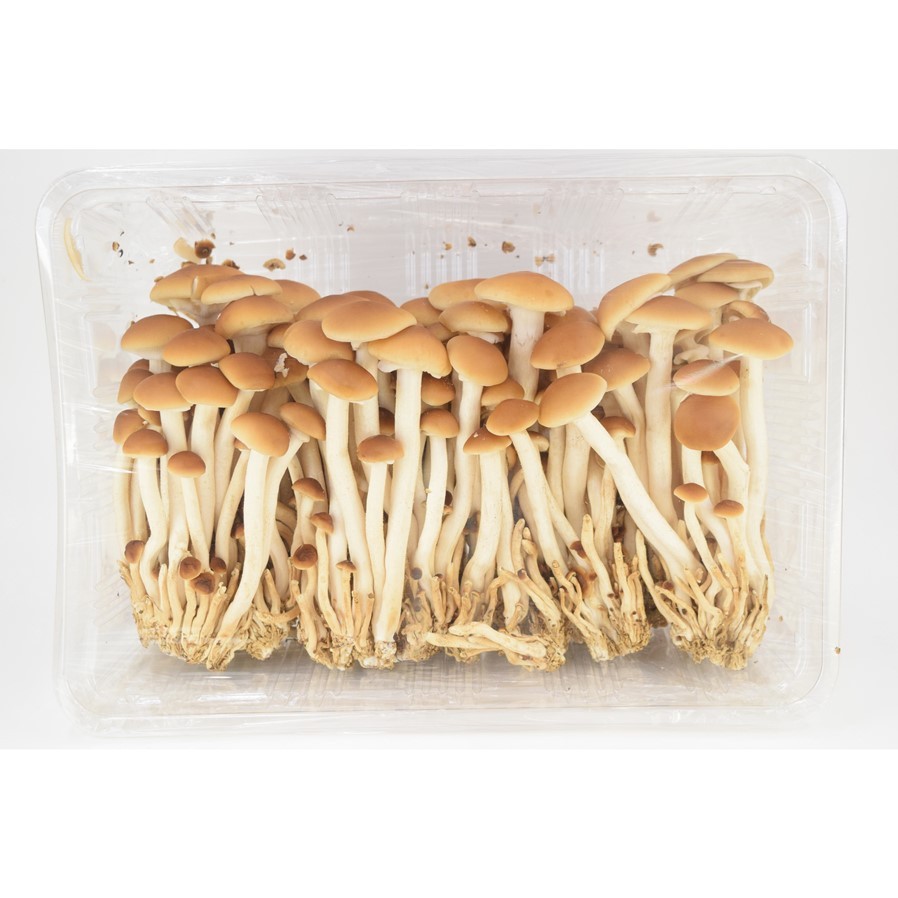 生きのこ Fresh Mushrooms きのこの卸 スープ 惣菜の業務用仕入れなら バイオコスモ通販サイト